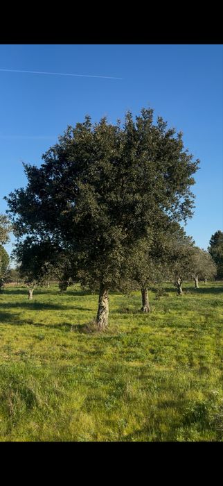 Árvores Oliveiras adultas – Excelente oportunidade