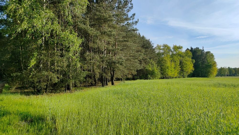 Działka na sprzedaż bez pośredników 3,8ha
