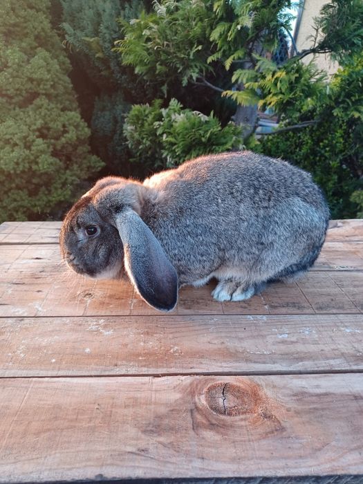 Króliki Belg Olbrzym x Baran Francuski – 6 miesięcy, 5.5–6 kg, hodowlane