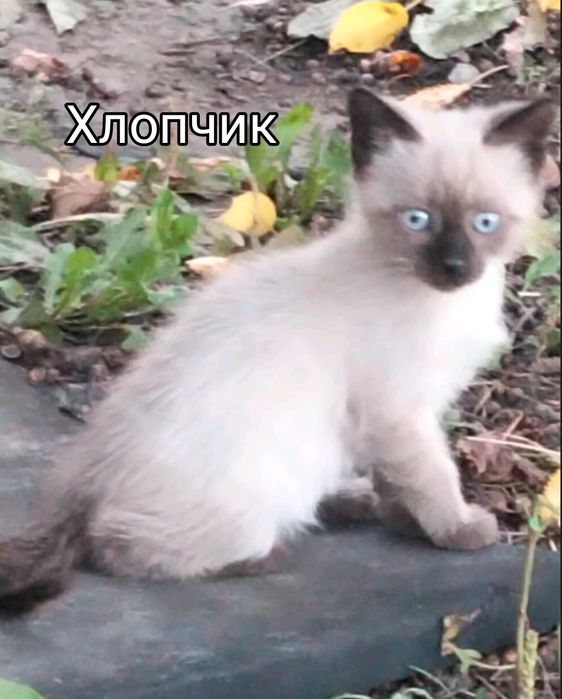 Продаю не дорого кошенят