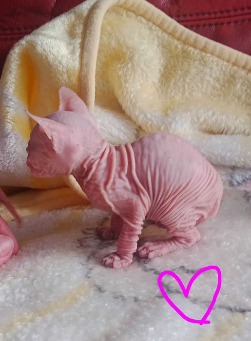 Sphynx de qualidade