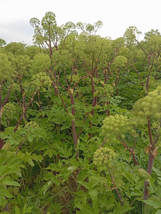 nasiona arcydzięgiel 2024