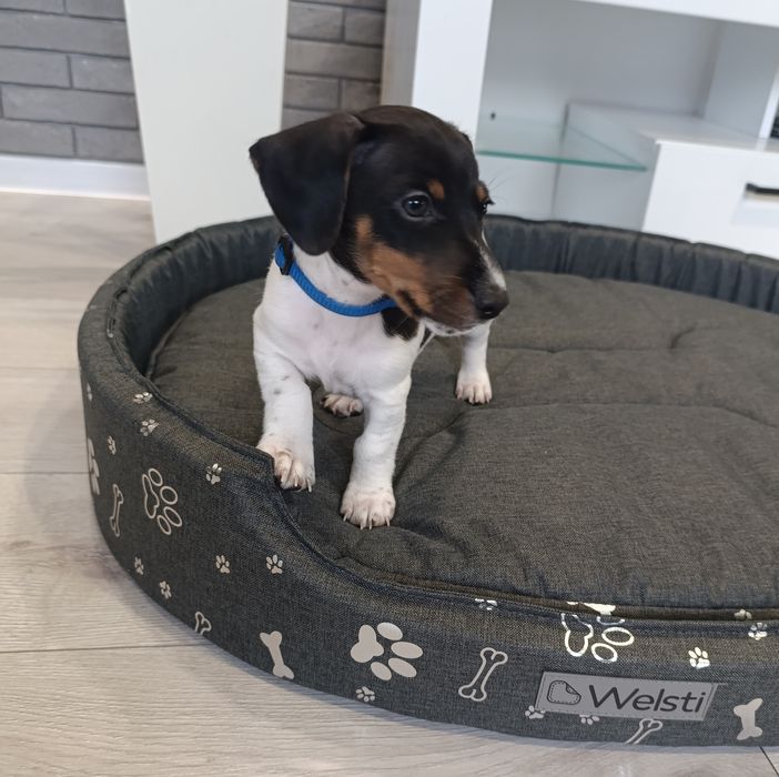 Jack Russell terrier szczeniak