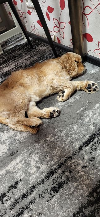 В'язка американський кокер спаніель