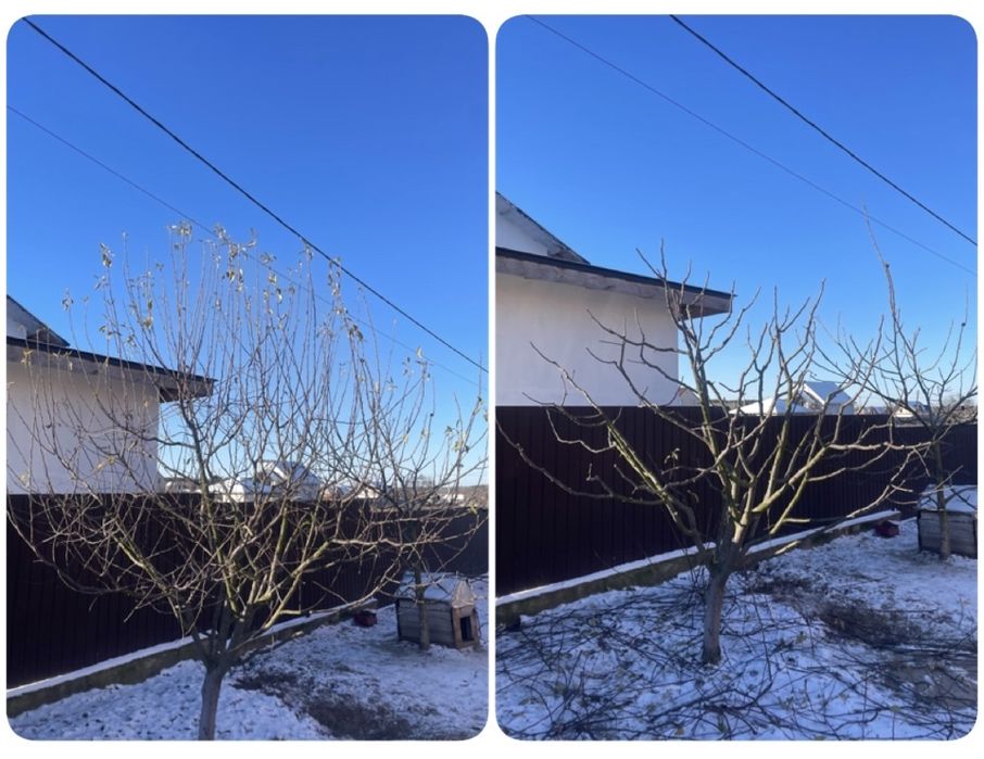 Обрізка плодових дерев