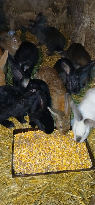 Пропонуємо чудовий молодняк для вашого господарства!