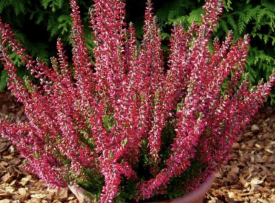 Верес садовий багаторічний