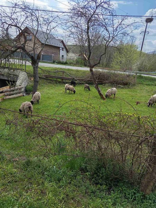 Продам баранчиків