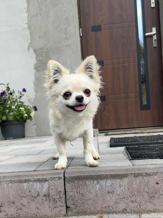 Chlopiec Chihuahua ZKwP Fci