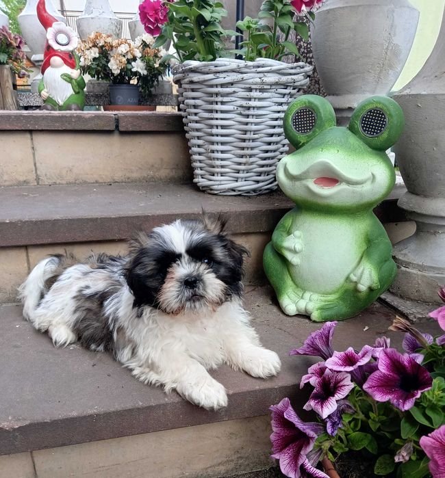 Piękna suczka  shih tzu