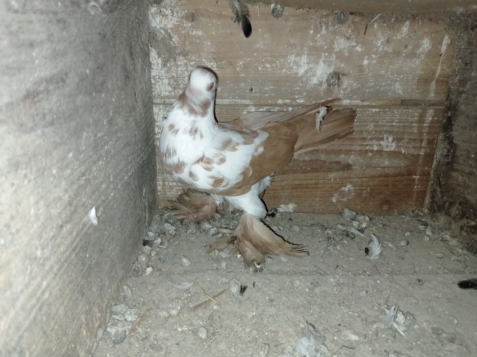 Widyn żółty widyny