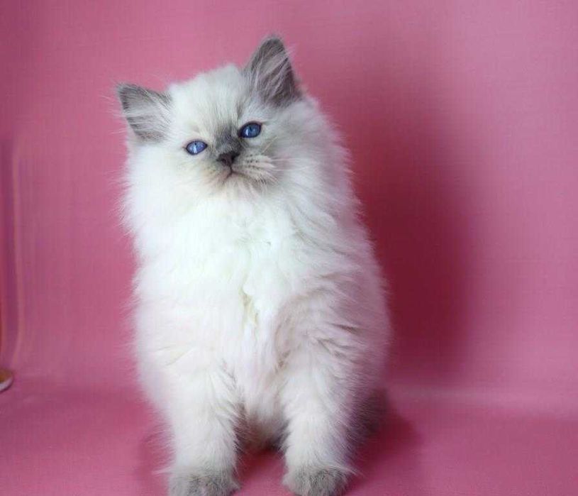 Синьоокий красунчик РЕГДОЛЛ//Ragdoll