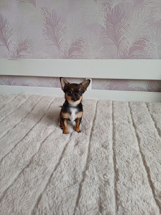 Супер міні казкова дівчинка