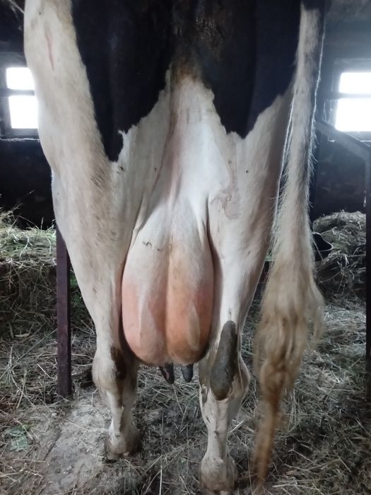 Продам добру корову