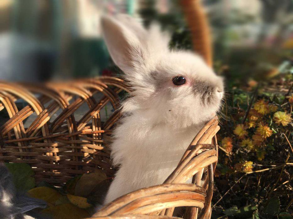 Декоративні кролики Lionhead (львиноголові)