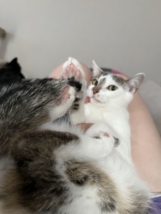 Kociak Tatron szuka swojego domu 2 letni