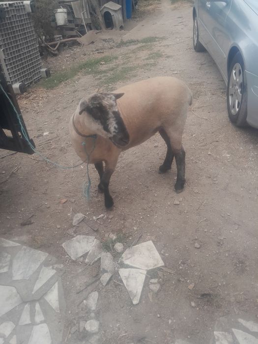 Vendo ovelha cruzada sulfok