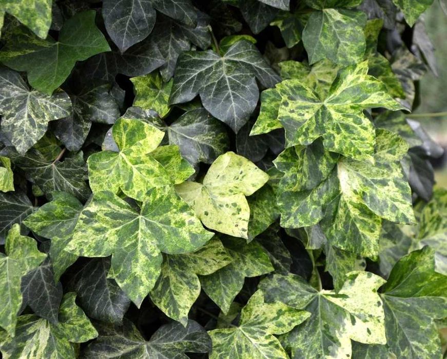 Bluszcz pospolity Profesor Seneta -Hedera Helix 02