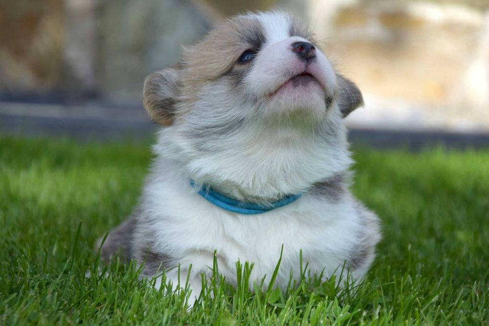 Welsh Corgi Pembroke - piesek - ZKwP/FCI