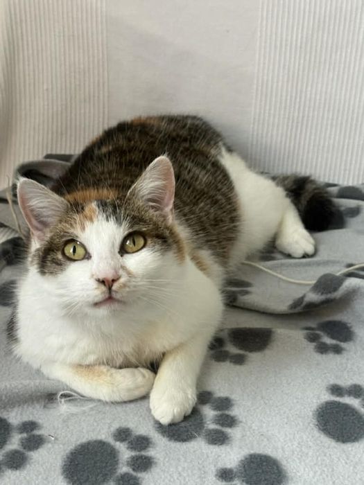 Mloda kotka ROZALIA szuka domu na zawsze