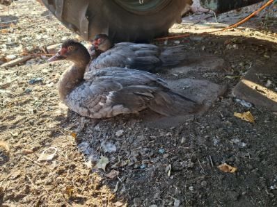 2 czarne kaczorki piżmowe