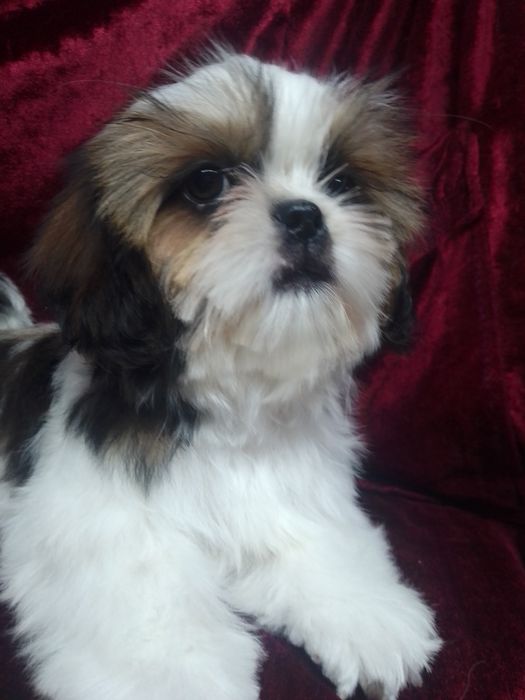 Яскравий хлопчик Ши-тцу