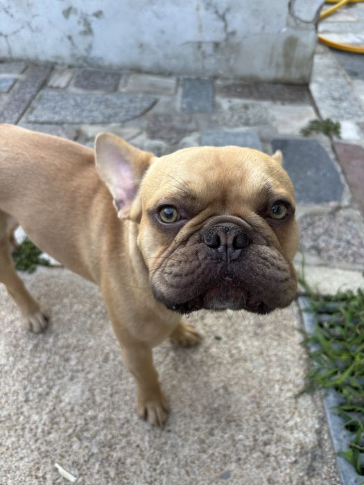 Bullgod frances top 10 meses