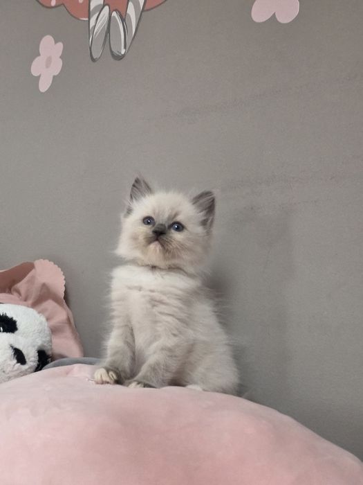 Choco Nat-Heaven*PL - Ragdoll Blue Mitted | Rodowód FIFe FPL