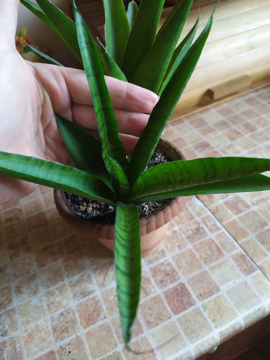 Сансевієрія Габріелла
