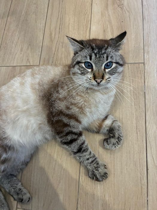 Gato para adoção - Procura-se uma família responsável