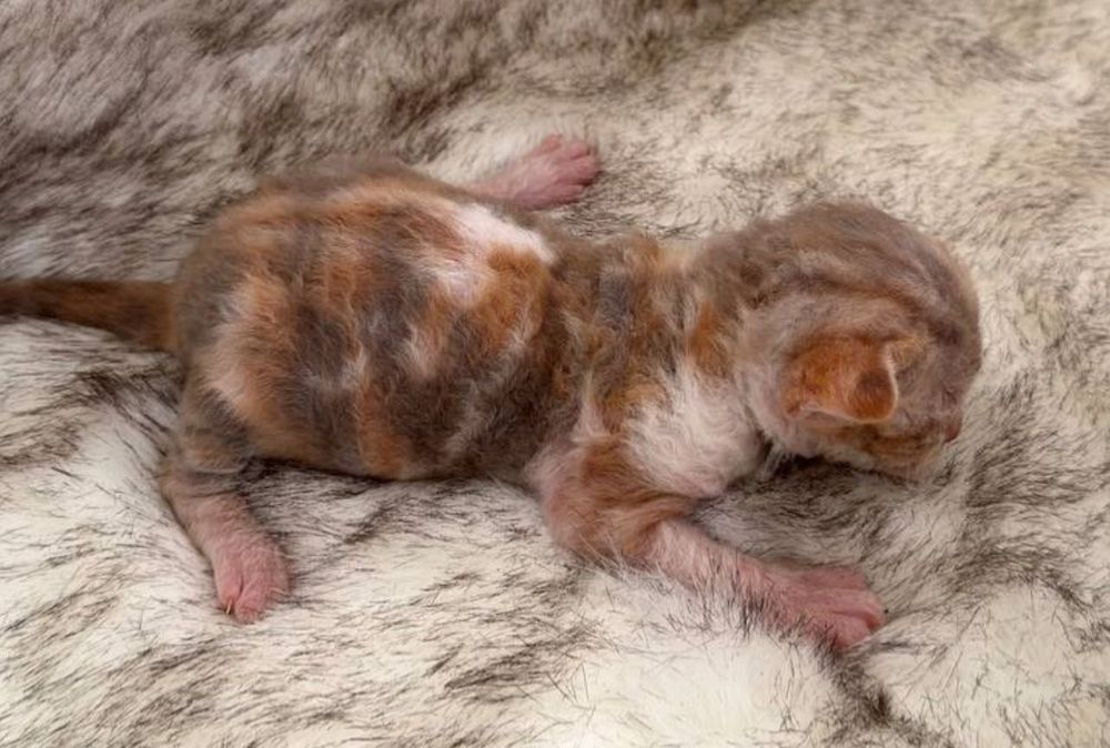 Продаються малюки девон- рекс