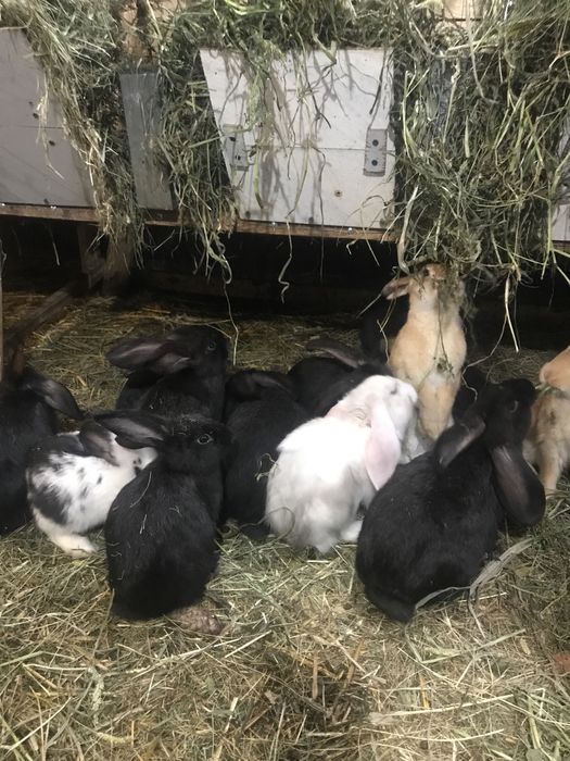 Продам кроликів.