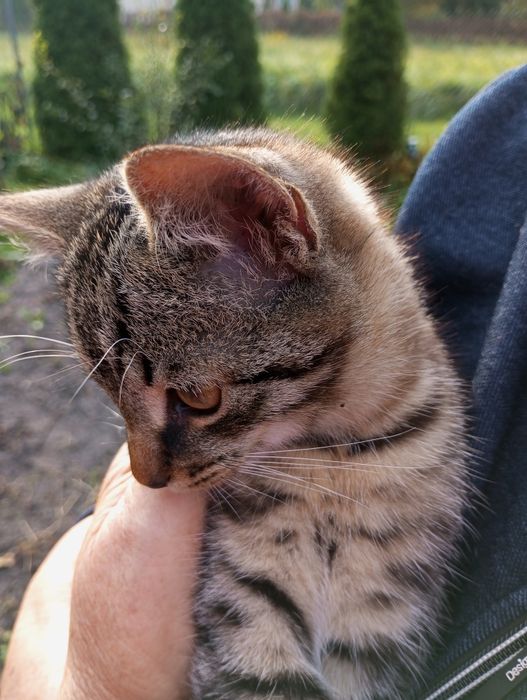Oddam kotki w dobre ręce