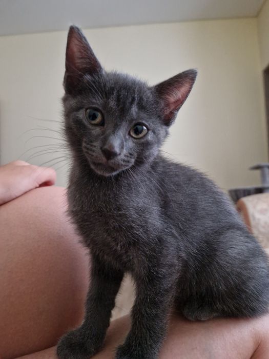 Gatas para adoção