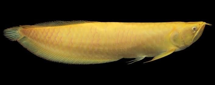 Arowana Albino Gold
