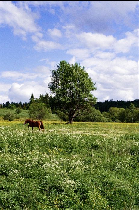 професійна плівкова фотокамера canon eos 1