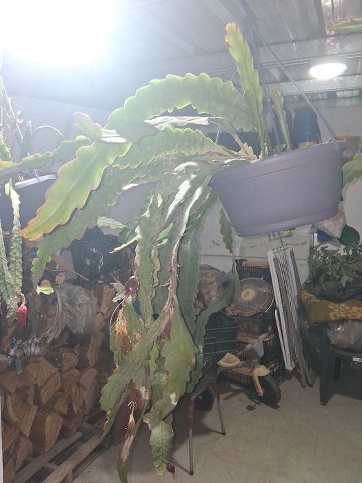 cacto epiphyllum