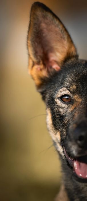 Cudna młoda sunia w typie owczarka malinois.