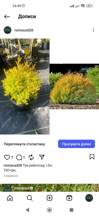 Туя рейнголд 1.5л.