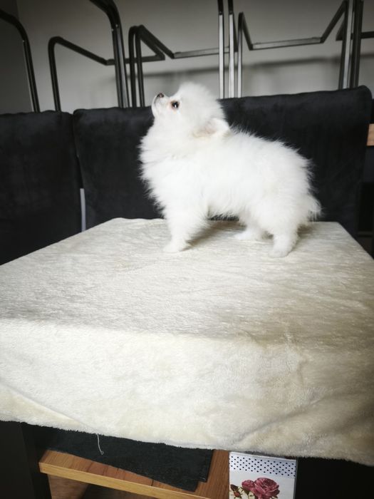 Szpic miniaturowy pomeranian
