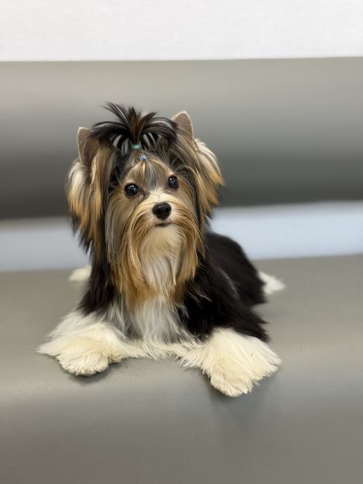 Цуценя бівер йорк з документами, гарний хлопчик