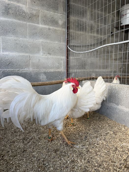 Casais/trios da raça Leghorn Americana