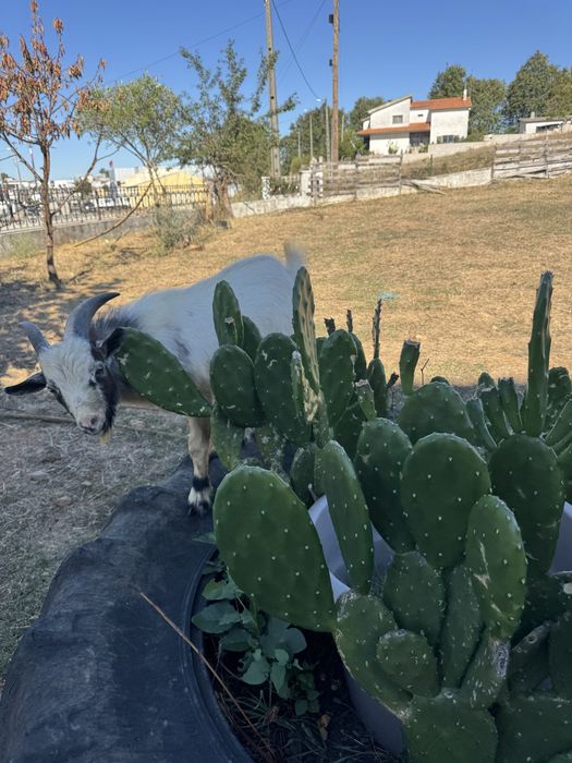 Cabras anãs procuram novo dono
