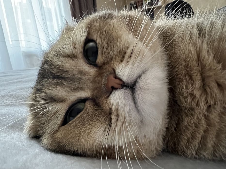 Кіт шотландець золота шиншила на вязку