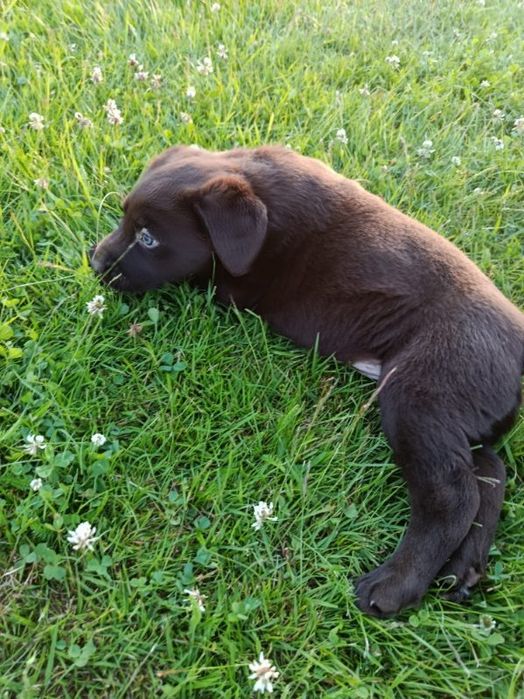 Labrador Retriever