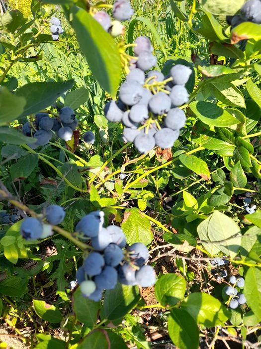 Borówka amerykańska, własna plantacja, 20 zł/kg
