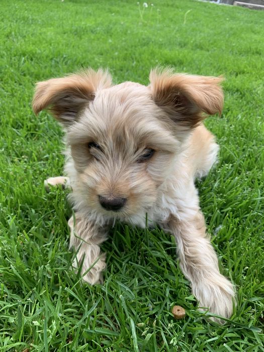 Yorkshire Terrier Golddust piesek