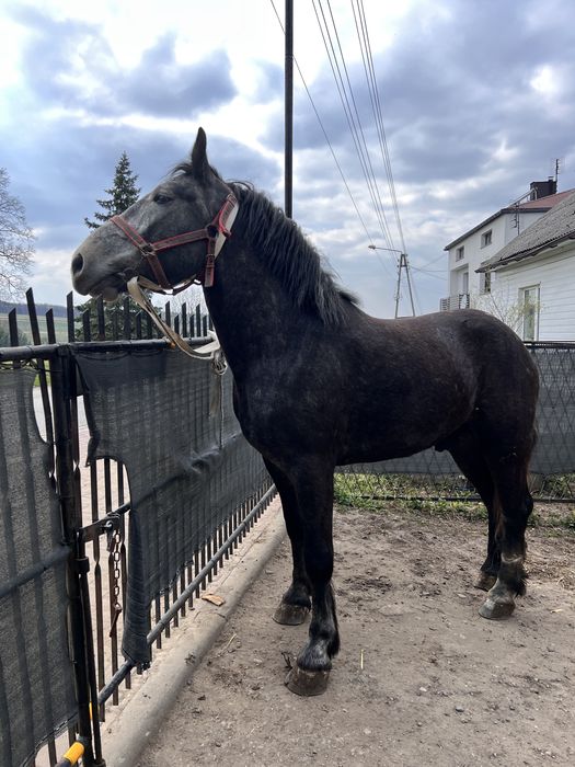 3-letni wałach siwy