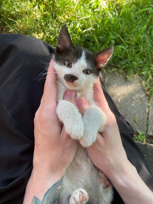 Котики шукають дім