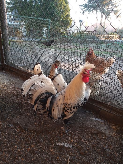 Jaja lęgowe kur ozdobnych Ayam cemani  Appenzeller, Brakla srebrna